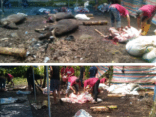 Rumah Qur’an Al-Muwaffaq Desa batukaropaSembelih 16 