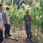 Babinsa Beurawang Hadir di Tengah Petani, Semangati Warga Wujudkan Ketahanan Pangan