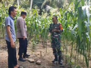 Babinsa Beurawang Hadir di Tengah Petani, Semangati Warga Wujudkan Ketahanan Pangan