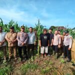 Kapolsek Tapung Bersama Kepala Desa Sei Putih Melakukan Kegiatan Pengecekan Tanaman Jagung Pipil Dilahan Seluas 1.5 Hektare