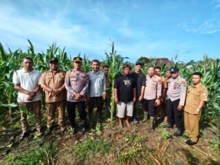Kapolsek Tapung Bersama Kepala Desa Sei Putih Melakukan Kegiatan Pengecekan Tanaman Jagung Pipil