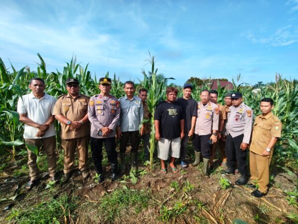 Kapolsek Tapung Bersama Kepala Desa Sei Putih Melakukan Kegiatan Pengecekan Tanaman Jagung Pipil