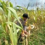 Polsek Lirik Cek Kesiapan Panen Jagung Pipil Di Desa Sidomulyo