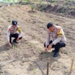 Polisi Cinta Petani, Polsek Kuantan Mudik Lakukan Pengecekan Tanaman Jagung Pipil