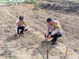 Polisi Cinta Petani, Polsek Kuantan Mudik Lakukan Pengecekan Tanaman Jagung Pipil