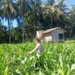 Polsek Kuantan Mudik Cek Perkembangan Tanaman Jagung Pipil Dukung Swasembada Pangan 2026