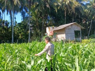 Polsek Kuantan Mudik Cek Perkembangan Tanaman Jagung Pipil Dukung Swasembada Pangan 2026