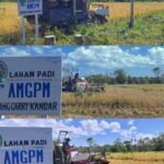 AMGPM Carry Kandar Gelar Panen Padi Bersama