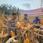 Polsek Tapung Memanen Sebanyak 6 Ton Jagung Pipil Di Lahan Binaan, Sebagai Wujud Nyata Mendukung Swasembada Pangan
