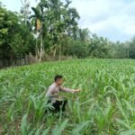 Polsek Kuantan Mudik Cek Perkembangan Jagung Pipil Di Desa Air Duri, Sebagai Wujud Polisi Cinta Petani