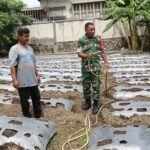 TNI Rakyat Satu Semangat: Babinsa Kuta Barat Bantu Siram Kebun Cabai Demi Kesejahteraan Warga 