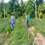 Babinsa Koramil 02/Sukakarya Dampingi Petani Cabai, Wujud Nyata Dukungan Ketahanan Pangan
