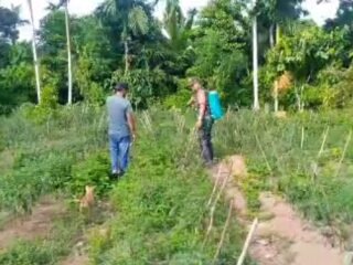 Babinsa Koramil 02/Sukakarya Dampingi Petani Cabai, Wujud Nyata Dukungan Ketahanan Pangan