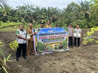Polsek Tapung Hilir Gandeng Bumdes Penanaman Jagung Pipil 1 Hectare Dengan Metode Tumpang Sari
