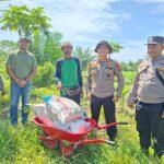Dukung Ketahanan Pangan, Polsek KKH Serahkan Pupuk Dan Urea Periksa Perkembangan Jagung