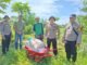 Dukung Ketahanan Pangan, Polsek KKH Serahkan Pupuk Dan Urea Periksa Perkembangan Jagung