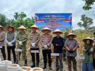 Kapolsek Kampar AKP Asdisyah Mursyid SH Antar Langsung Hasil Panen Petani Ke Bulog, Wujud Nyata Dukungan Ketahanan Pangan Nasional