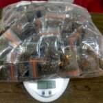 Polisi Ungkap Peredaran Ganja di Ternate, Pemuda 19 Tahun Ditangkap