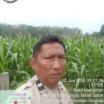 Polsek Logas Tanah Darat Cek Perkembangan Jagung Ketahanan Pangan, Dukung Swasembada Pangan Nasional 2026