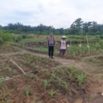 Polsek Tapung Mengecek Secara Langsung Perkembangan Tanaman Jagung Pipil Di Desa Flambaian, Wujud Nyata Polri Mendukung Swasembada Pangan Nasional