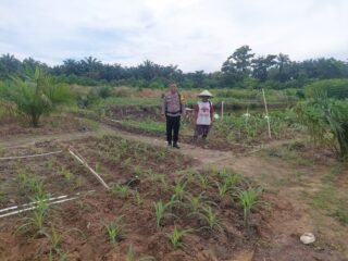 Polsek Tapung Mengecek Secara Langsung Perkembangan Tanaman Jagung Pipil Di Desa Flambaian, Wujud Nyata Polri Mendukung Swasembada Pangan Nasional