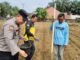 Polri Hadir Bersama Petani, Penanaman Jagung Pipil Di Desa Lubuk Sakai Kembali Dilaksanakan