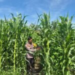 Polsek Logas Tanah Darat Lakukan Pengecekan Tanaman Jagung Dukung Program Swasembada Pangan Nasional