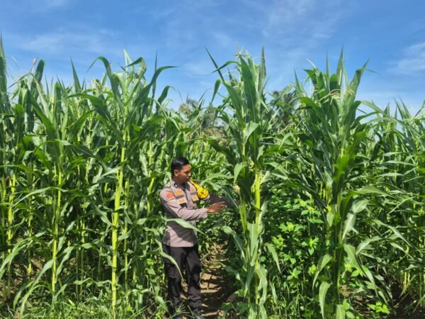 Polsek Logas Tanah Darat Lakukan Pengecekan Tanaman Jagung Dukung Program Swasembada Pangan Nasional