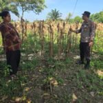 Wakapolsek Tapung Melakukan Peninjauan Jagung Pipil Dilahan Satu Hektare Di Desa Karya Indah Kecamatan Tapung
