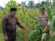 Polsek Tapung Hilir Hadir, Cek Perkembangan Jagung Tumpang Sari Di Desa Tandan Sari