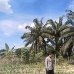 Bripka Robby Bhabinkamtibmas Desa Muara Mahat Baru, Secara Rutin Mengecek Pertumbuhan Jagung Pipil Sebagai Wujud Nyata Mendukung Ketahanan Pangan Nasional