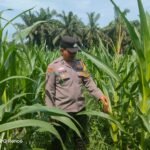 Program Ketahanan Pangan Berlanjut, Polsek KKH Cek Tanaman Jagung Di Desa Simalinyang