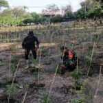 Dukungan Nyata untuk Warga: Babinsa Bantu Merawat Kebun Cabai di Gampong Kuta Barat