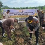 Polsek Tapung Kembali Melakukan Penanaman Jagung Pipil Bersama Dengan Kelompok Tani Indo Makmur Sejahtera