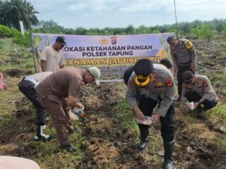 Polsek Tapung Kembali Melakukan Penanaman Jagung Pipil Bersama Dengan Kelompok Tani Indo Makmur Sejahtera