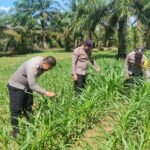 Polsek Bagan Sinembah Dukung Ketahanan Pangan Nasional, Lakukan Pengecekan Pertumbuhan Jagung Pipil Program Asta Cita Presiden RI