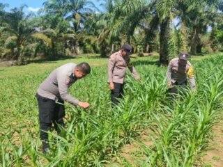 Polsek Bagan Sinembah Dukung Ketahanan Pangan Nasional, Lakukan Pengecekan Pertumbuhan Jagung Pipil Program Asta Cita Presiden RI