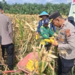 Kapolsek Kampar Kiri Pimpin Panen Raya Jagung Pipil Di Desa Gunung Mulya