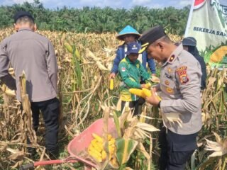 Kapolsek Kampar Kiri Pimpin Panen Raya Jagung Pipil Di Desa Gunung Mulya