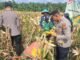 Kapolsek Kampar Kiri Pimpin Panen Raya Jagung Pipil Di Desa Gunung Mulya