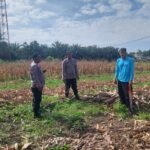 Dukung Program Swasembada Pangan Polsek Tapung Melakukan Pengecekan Lahan Jagung Pipil Di Desa Indrapuri
