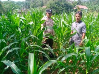Polsek Hulu Kuantan Cek Tanaman Jagung Di Desa Sungai Alah, Dukung Swasembada Pangan 2026