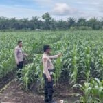 Kapolsek Kampar AKP Asdisyah Mursid SH Kembali Tinjau Tanaman Jagung Pipil Di Desa Kayu Aro, Wujud Nyata Dukungan Ketahanan Pangan Nasional
