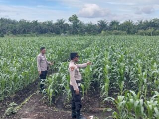 Kapolsek Kampar AKP Asdisyah Mursid SH Kembali Tinjau Tanaman Jagung Pipil Di Desa Kayu Aro, Wujud Nyata Dukungan Ketahanan Pangan Nasional