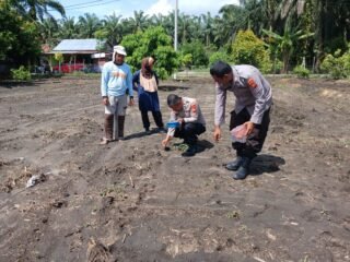 Polsek Tapung Kembali Dampingi Kelompok Tani Tanam Jagung Pipil