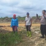 Wujud Nyata Polisi Cinta Petani, Polsek Kuantan Mudik Cek Perkembangan Tanaman Jagung