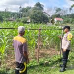 Kapolres Kuansing Pantau Perkembangan Tanaman Jagung Di Hulu Kuantan, Perkuat Dukungan Swasembada Pangan 2026