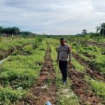 Bhabinkamtibmas Desa Sumber Makmur Secara Rutin Cek Pertumbuhan Tanaman Jagung Pipil