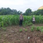 Pastikan Tumbuh Dengan Baik, Polsek Tapung Selalu Melakukan Pengecekan Tanaman Jagung Pipil