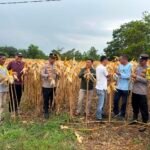 Polres Kuansing Dukung Panen Raya Jagung Pipil Di Desa Koto Taluk untuk Ketahanan Pangan Nasional